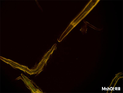 Inverted fluorescence microscope nematodes in Guangdong Pharmaceutical University