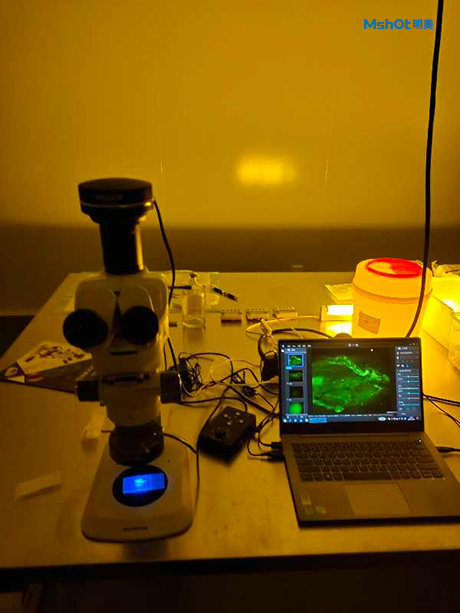 Application of stereo-fluorescence microscope MZX81 in fluorescence observation of mice