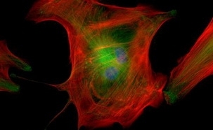 Olympus BX53 cell fluorescence Imaging