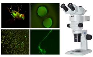 Stereo Fluorescent Microscope for GFP