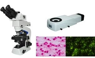 Tuberculosis sputum slide diagnostic solution of fluorescence microscope