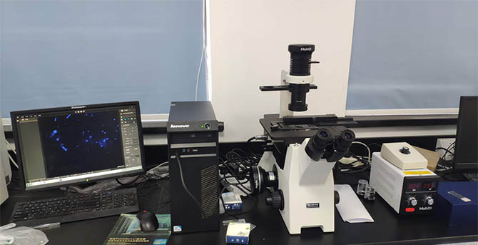 Related applications of fluorescence microscope in the field of botany