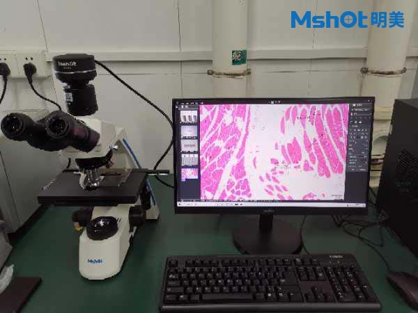 MSHOT biological microscope facilitates the observation of bacterial samples