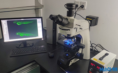 Clinical observation of zebrafish in Shanghai public health by MSHOT fluorescence microscope