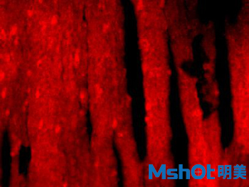 倒置荧光显微镜MF53拍摄图1.jpg