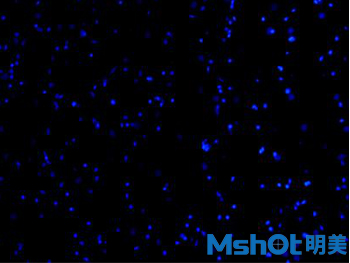 倒置荧光显微镜MF53拍摄图3.jpg
