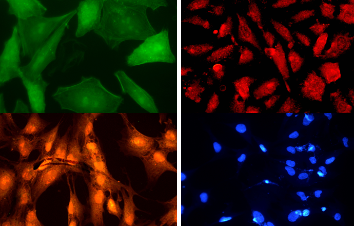 scientific research purpose fluorescence imaging by mshot microscope