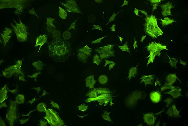 GFP EGFP stain live cell