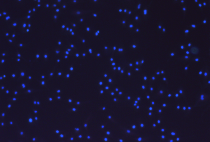 UV excited stained cell 10X objective