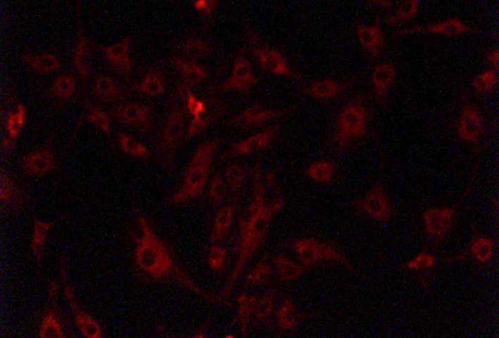 cells dyes of green excitation